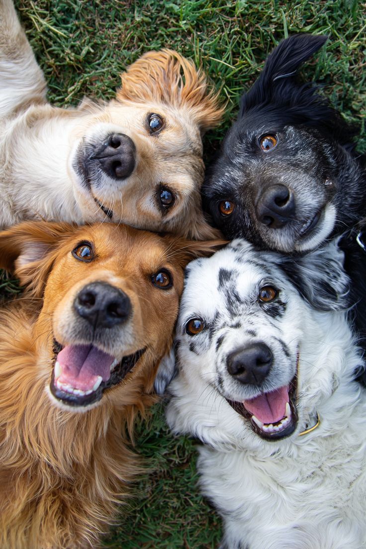 Born from Love, Built for Pets